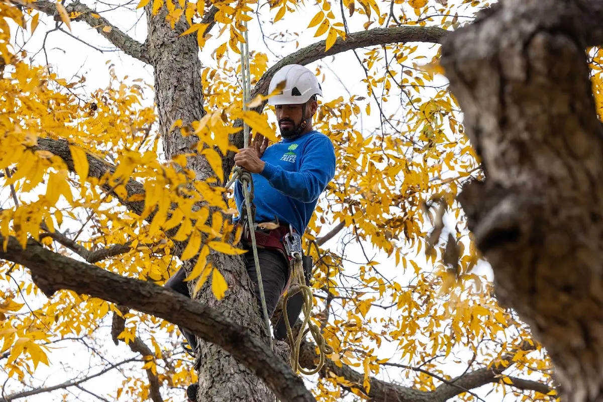 Skilled Tree Pruning crew working in Oelwein
