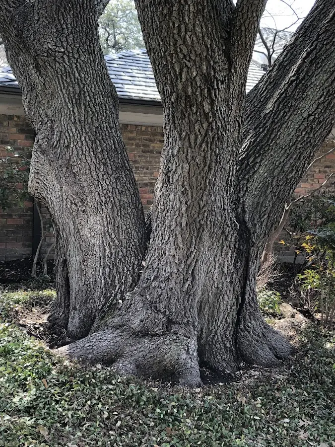 Mature heritage tree close to a Oelwein property cared for by certified arborists